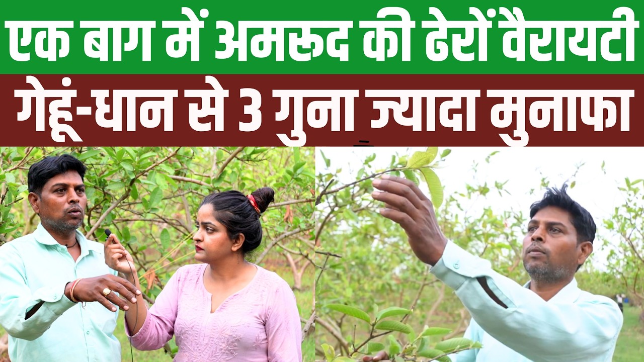 उत्तराखंड के किसान का कमाल, 4 एकड़ में 1700 अमरूद के पेड़ों से गेहूं-धान से तीन गुना ज्यादा मुनाफा