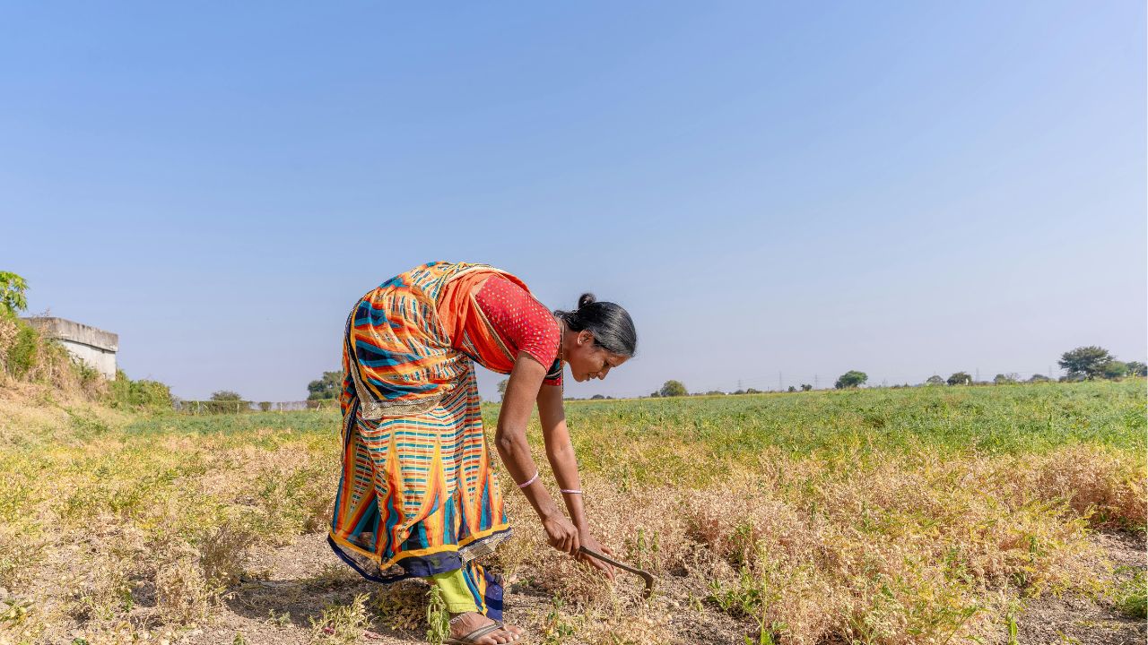 तेलंगाना में 35 प्रतिशत कम बारिश, सरकार ने किसानों से की मोटे अनाज की खेती करने की अपील
