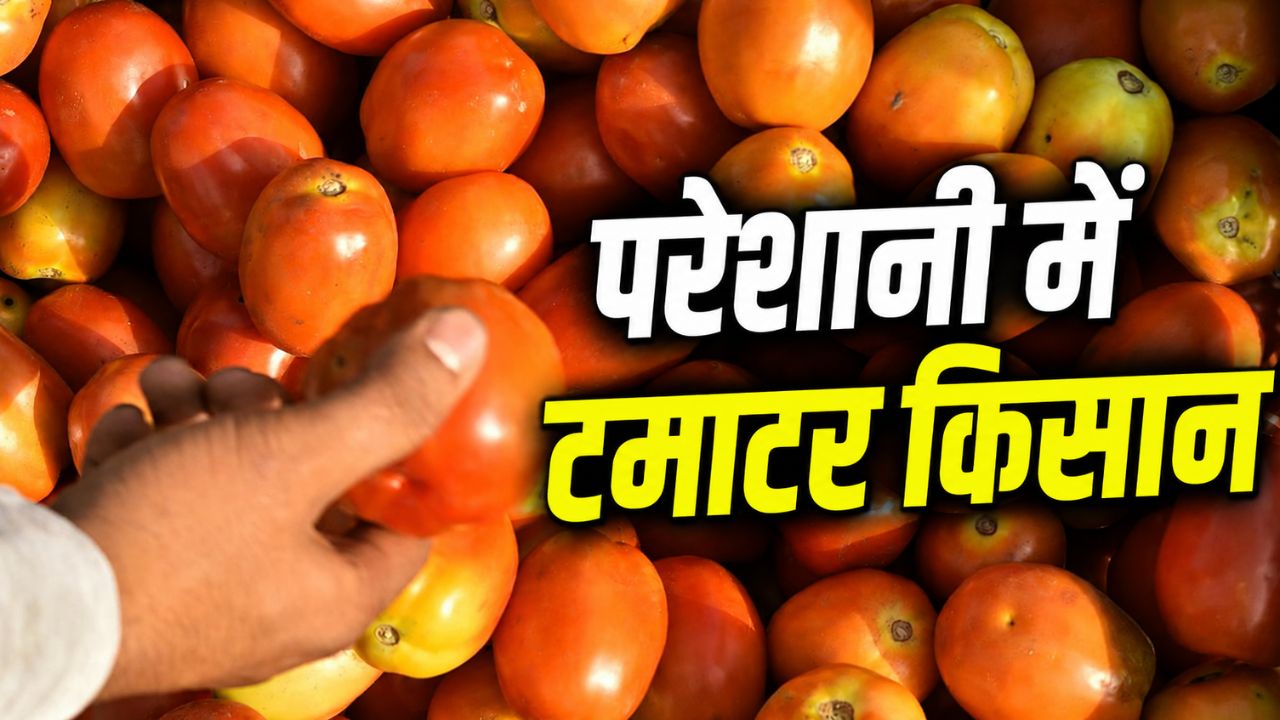 Tomato Rate: टमाटर के भाव में गिरावट, 10 रुपये किलो रेट.. लागत भी नहीं निकाल पा रहे किसान