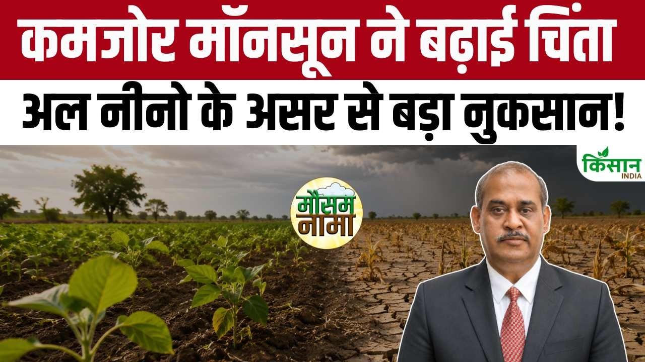 मानसून में कम बारिश से बढ़ी चिंता, El Nino के असर से किसानों पर मंडरा रहा बड़ा खतरा