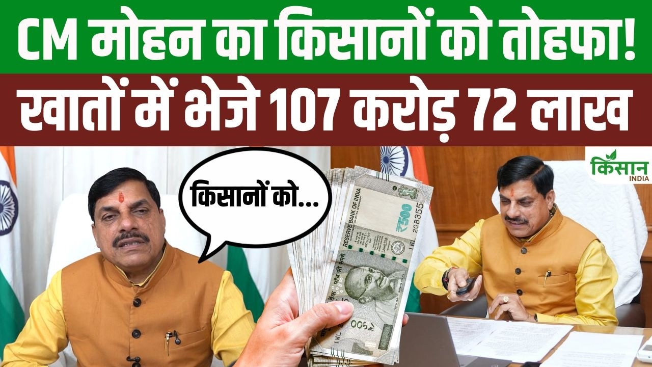 CM मोहन यादव की बड़ी सौगात! केला किसानों के खातों में पहुंचे 107 करोड़ रुपये