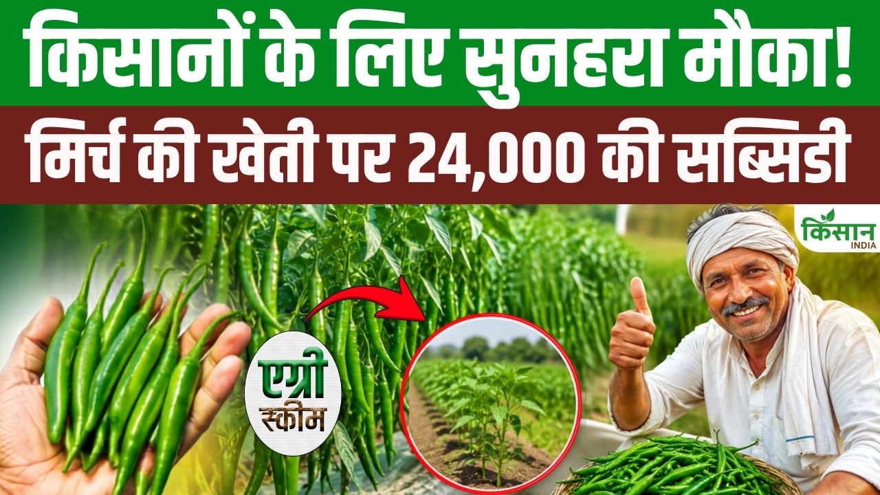 बिहार सरकार का किसानों को बड़ा तोहफा! हरी मिर्च की खेती पर मिलेगी 24 हजार रुपये की सब्सिडी
