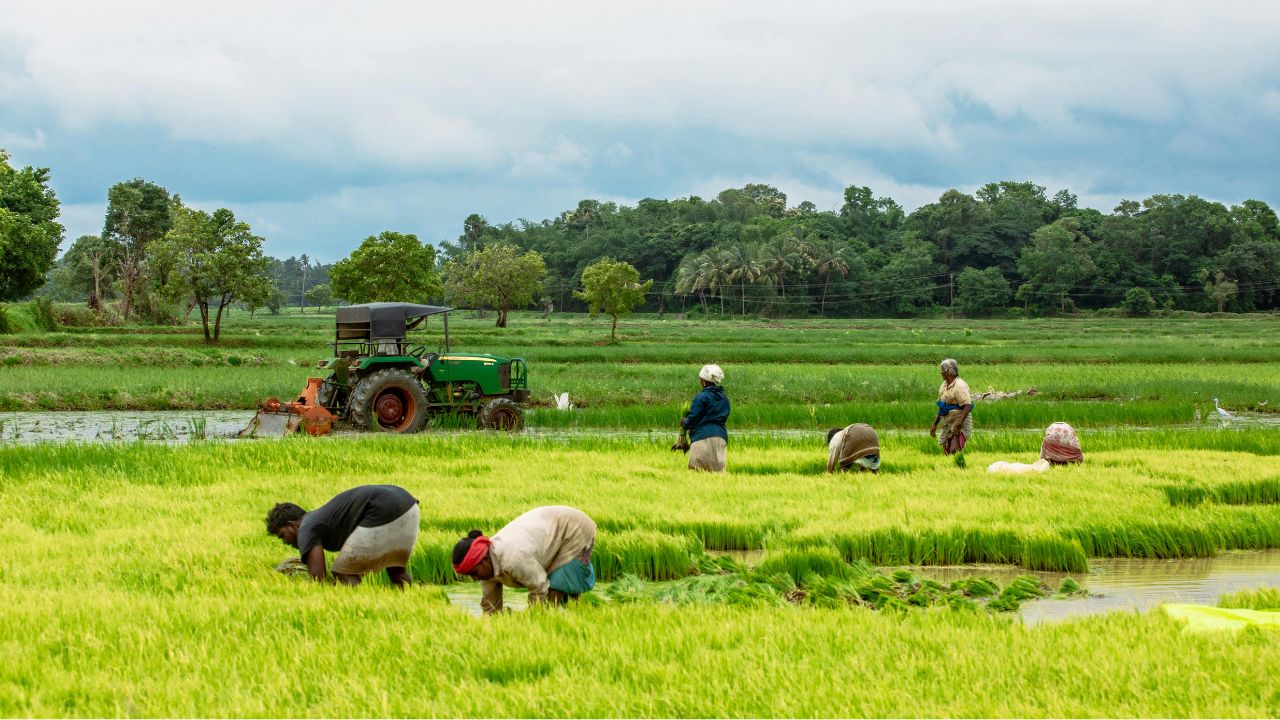 Andhra Pradesh Receives 21 Percent Drop In Kharif Sowing Due To Deficient Rainfall Preparations Underway To Tackle El Nino