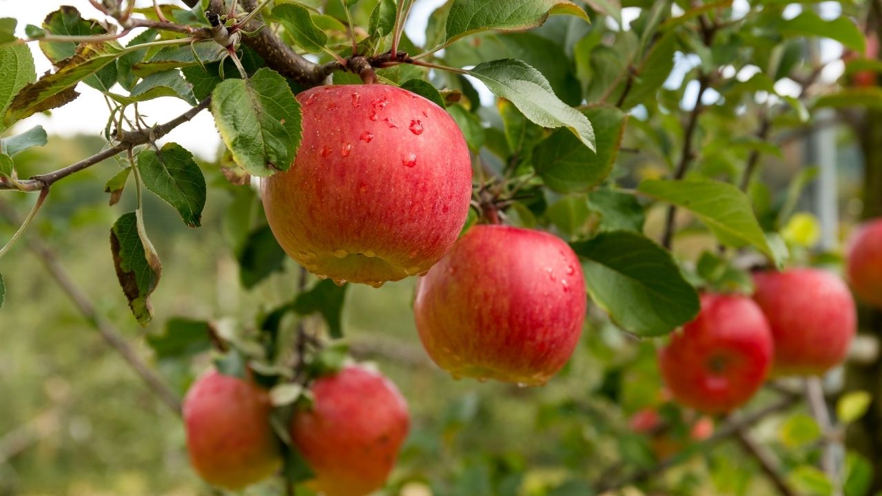 Kashmir Apple Orchards Under Threat As Construction Expands Amid High Density Farming