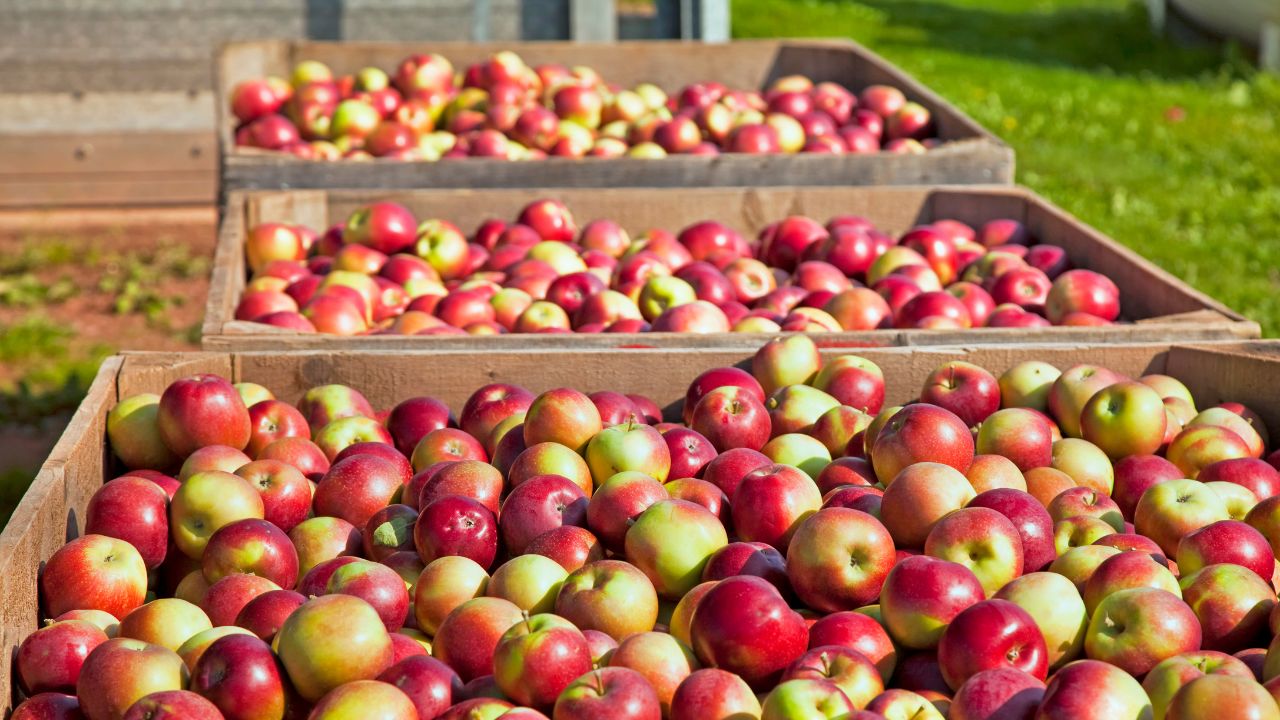 Himachal Apple Crop Faces Crisis Production May Decline By 50 Percent