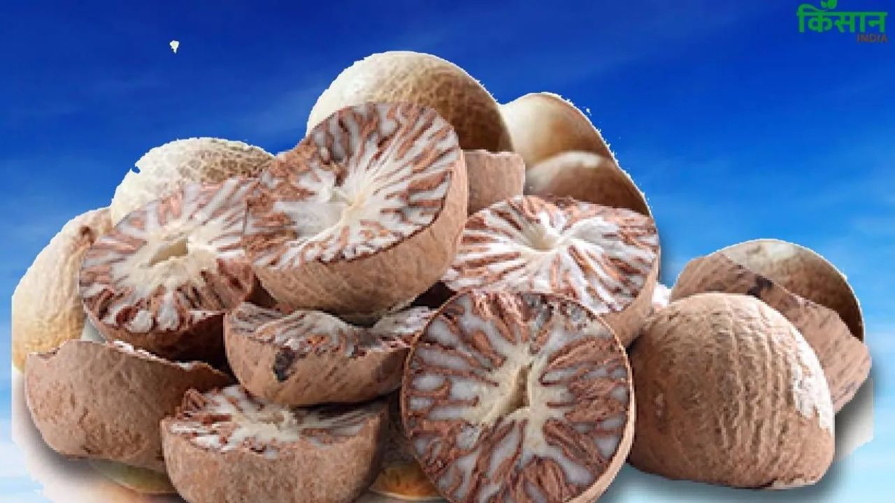 Karnataka Gutkha Paan Masala Ban Raises Concerns For Betel Nut Farmers
