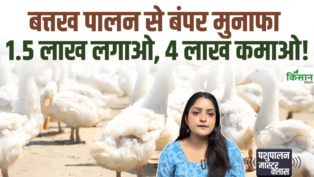 Start Duck Farming With Investment Of 1 5 Lakh Opportunity Earn Up 4 Lakh From 1000 Ducks
