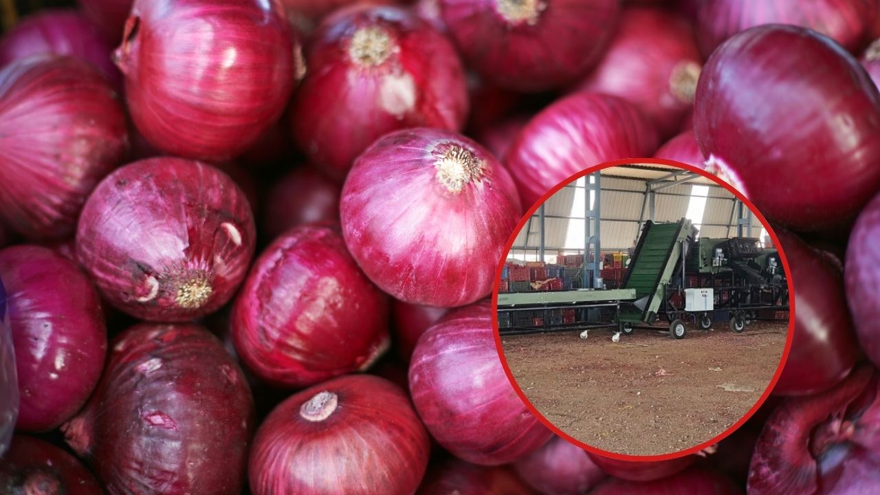 Automated Onion Grading Machine Cuts Manual Labour By Nearly 80 Percent At Pimpalgaon Nashik