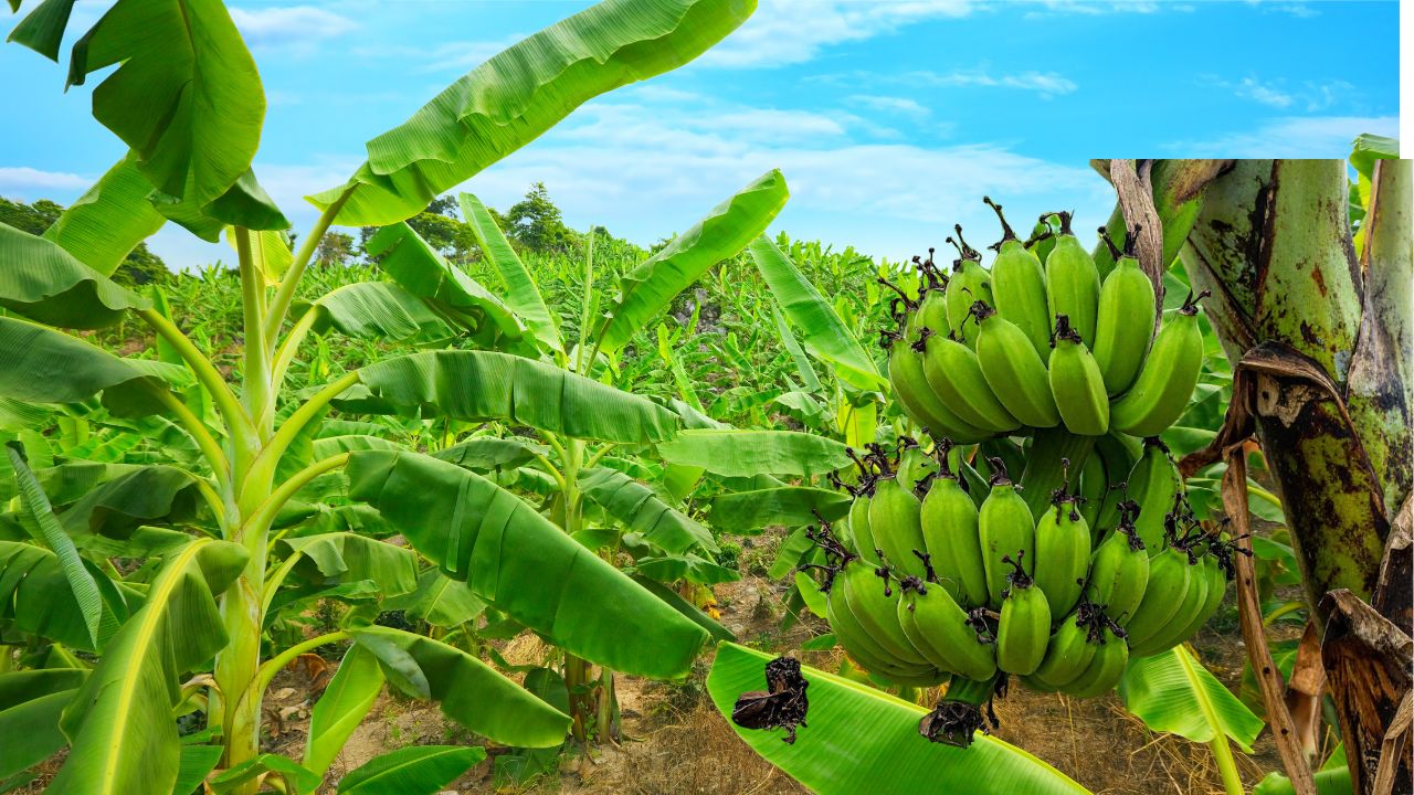 Nrcb Released Two New Premium Banana Varieties Kaveri Thangam And Kaveri Nadan After 15 Years Of Research And Trials
