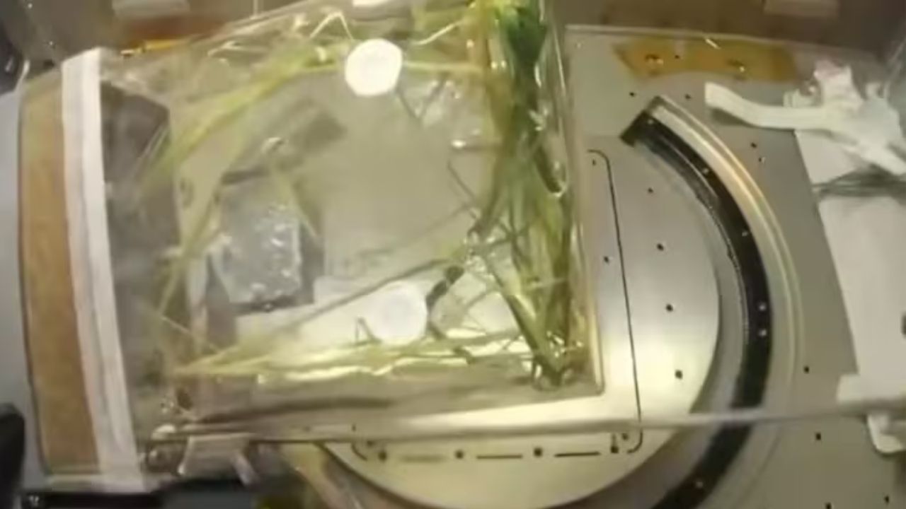 Chinese Astronauts Harvest Rice In Spaace For The First Time Shenzhou 23 Mission 2026