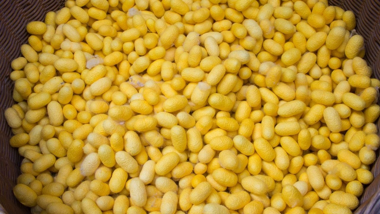 Cocoon Production Hit By Scanty Rainfall Supply Reduced In Dharmapuri Price Reached Rs 913 Per Kg