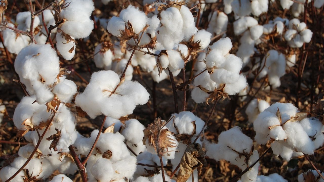 Tnau Cotton Price Forecast Sees 75 To 80 Per Kg During Harvest Season 2026 Tamilnadu Agriculture University