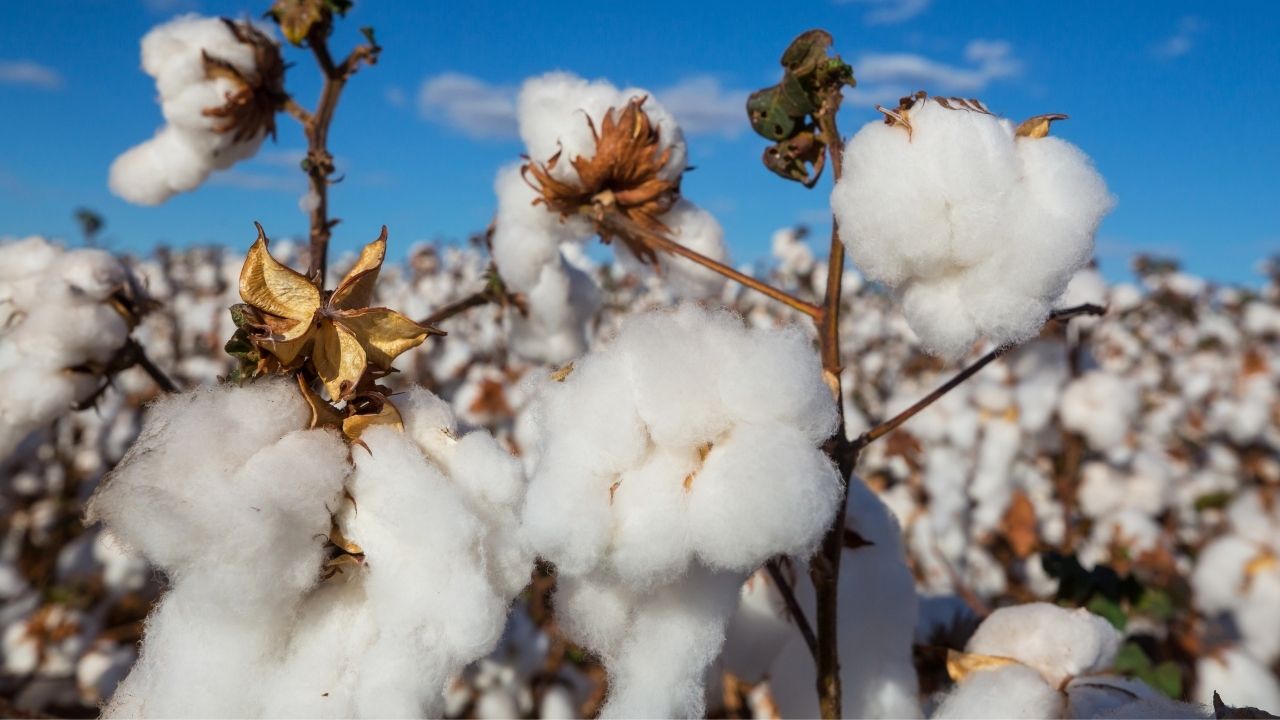 Cotton Production: भारत में कम हो सकता है कपास का उत्पादन, बढ़ती घरेलू खपत से आयात पर नजर