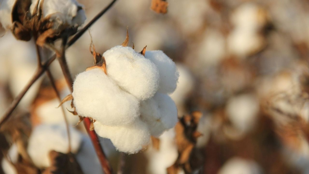 Cotton Sowing Kharif 2026 Acreage Crosses 108 Lakh Hectares Kapas Ki Buwai