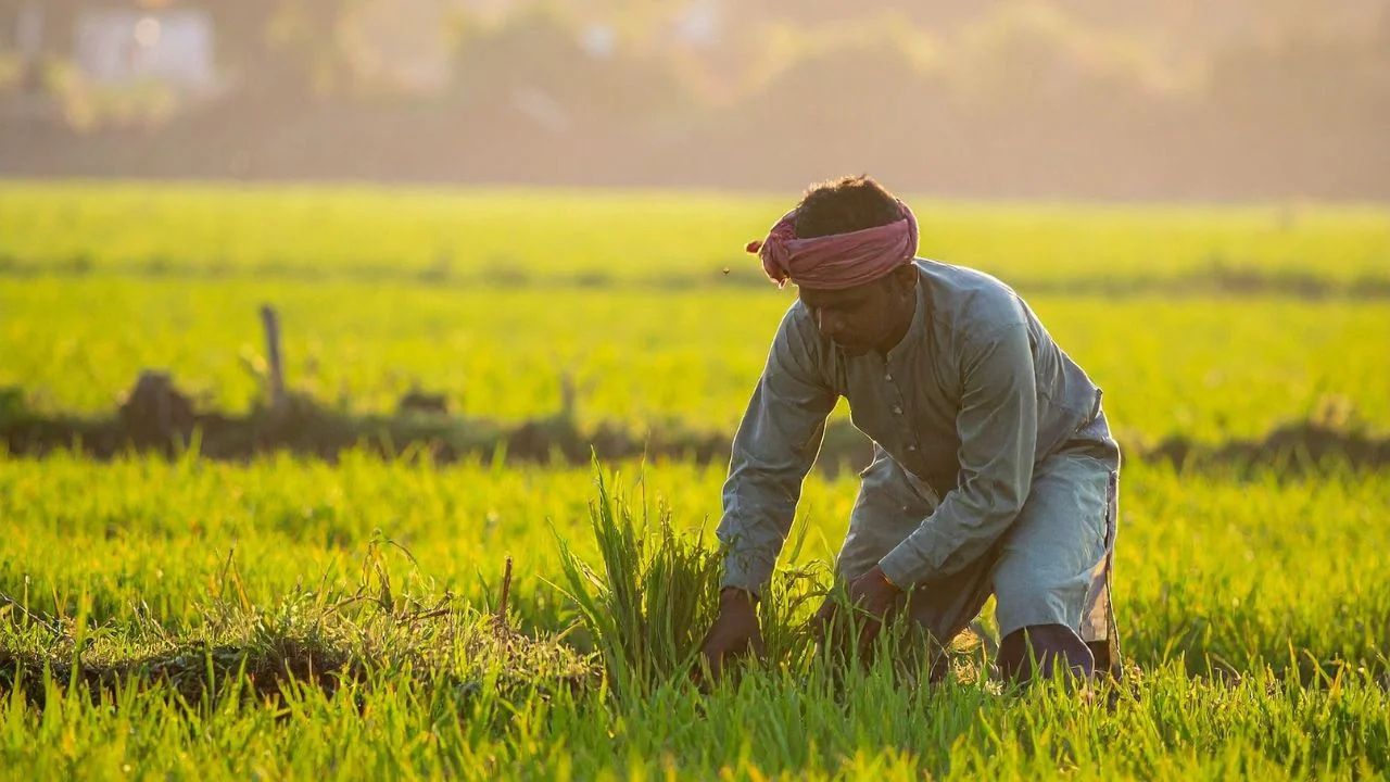 Andhra Pradesh Sees Record Increase In Crop Insurance Coverage 71 Percent Increase In Farmers In 10 Days