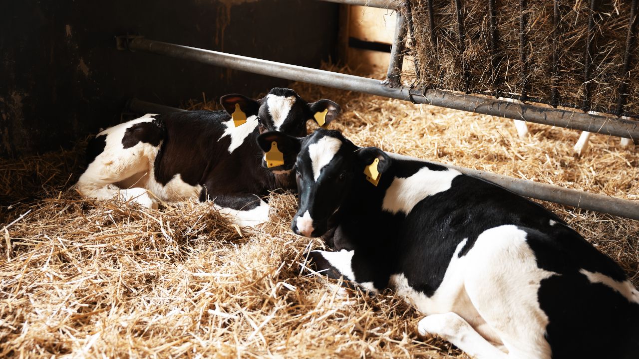 Dairy Cattle Tips: समझदारी से करें दुधारू पशु की खरीद, इन 9 बातों का रखें ध्यान- बढ़ेगी आमदनी और घटेगा नुकसान