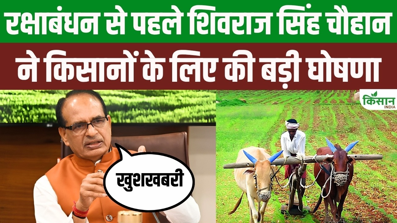 Big Gift For Farmers Ahead Raksha Bandhan Shivraj Announces 100 Percent Procurement Of Pulses