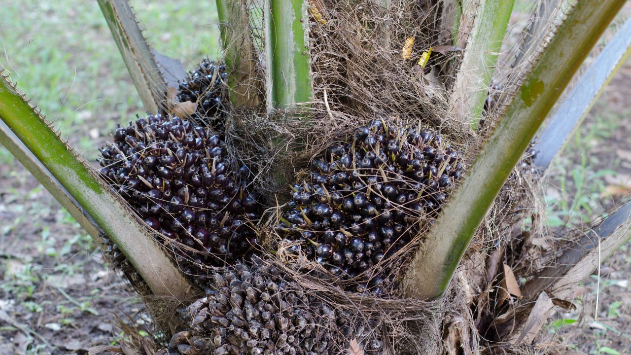 Edible Oil Production National Edible Oil Mission Oil Palm Palm Oil Cultivation