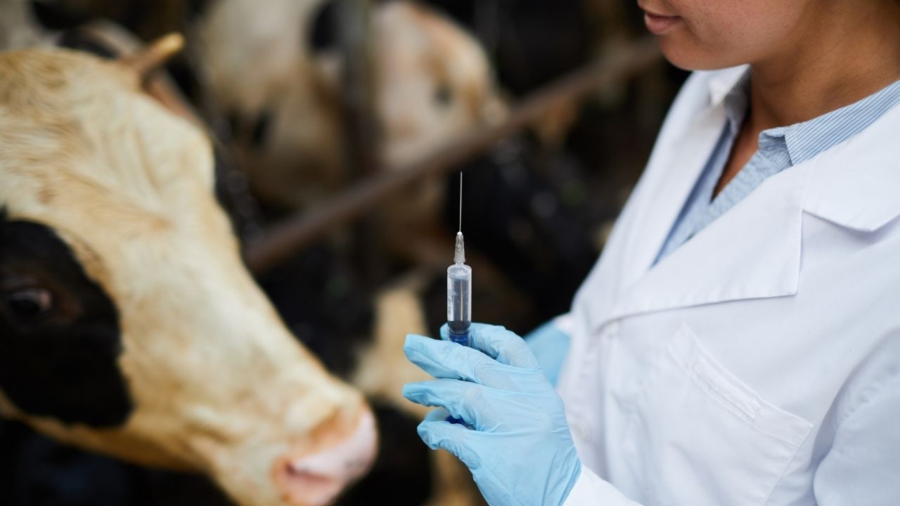 Animal Disease Control Fmd Vaccination In India 8 Crore Farmers Benefitted National Animal Disease Control Programme
