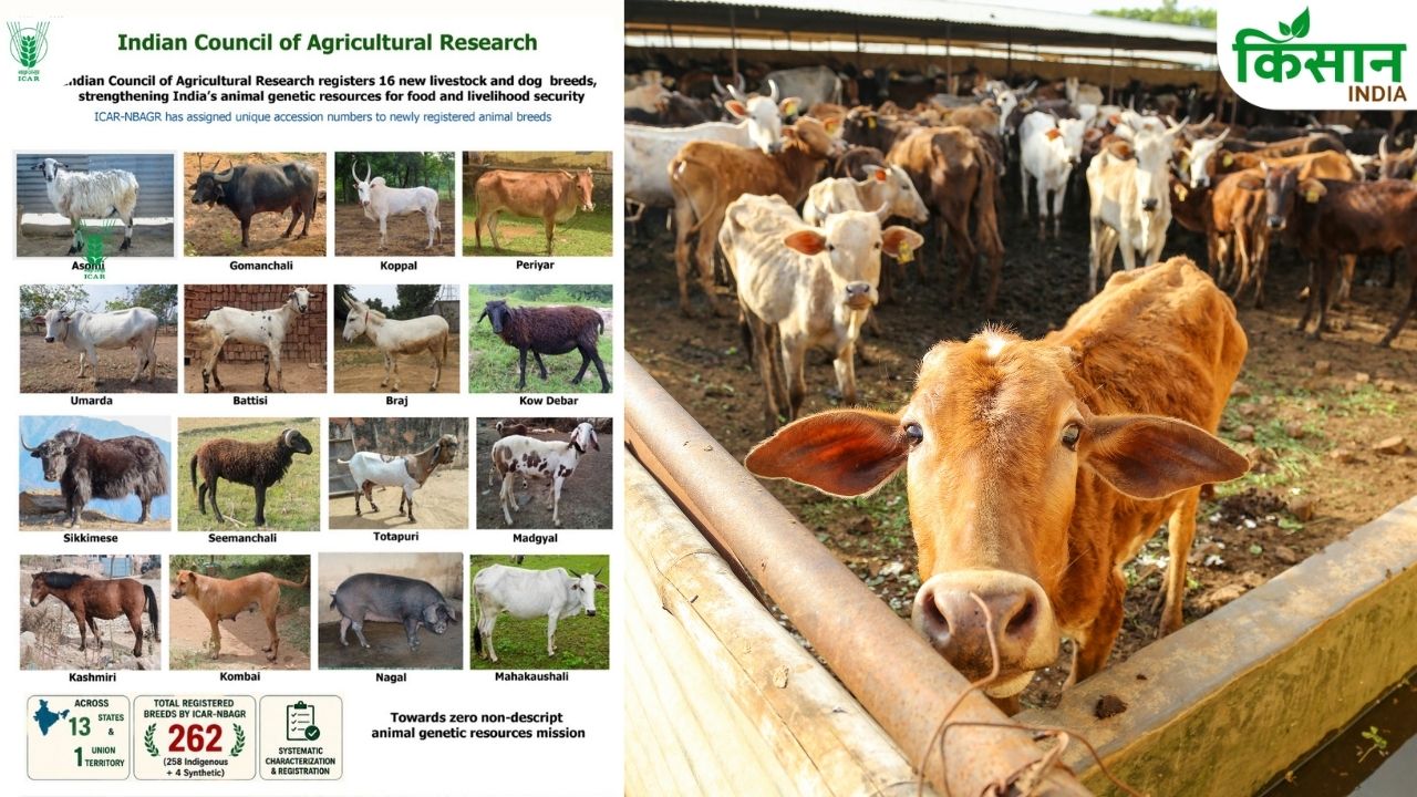 Icar Registers 16 New Indigenous Livestock Breeds Registered Counts Reaches 262 Breeds