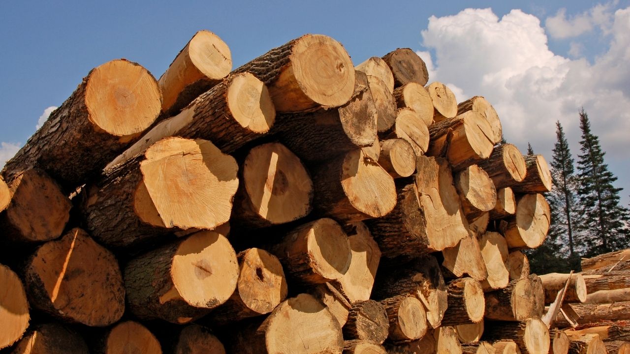 India To Import 16 Timber Species From Bhutan New Rules For Plant Quarantine