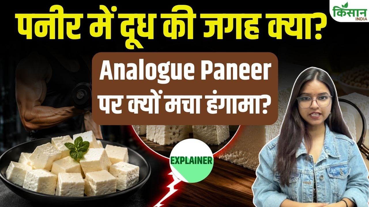 Government Move Why Exactly Analog Paneer Banned Learn How Distinguish Between Real And Fake