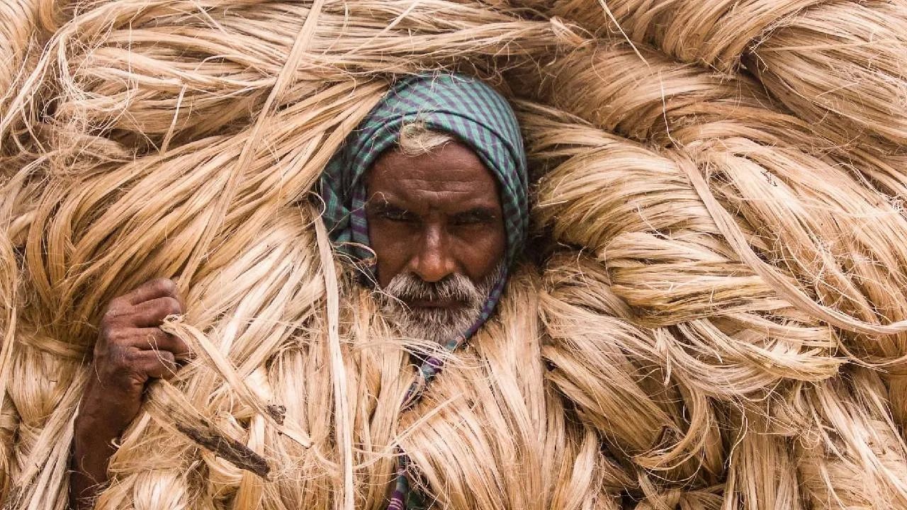 जूट के रेट में 50 फीसदी की गिरावट, तीन हफ्ते में 9000 रुपये क्विंटल सस्ता हुआ भाव.. टेंशन में किसान