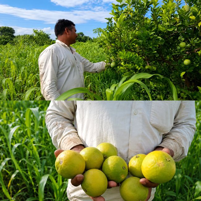 Sweet lemon Farmer Santaji Bhoite