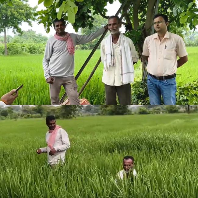 Chhattisgarh Barran Land become fertile by Dhaincha green manure
