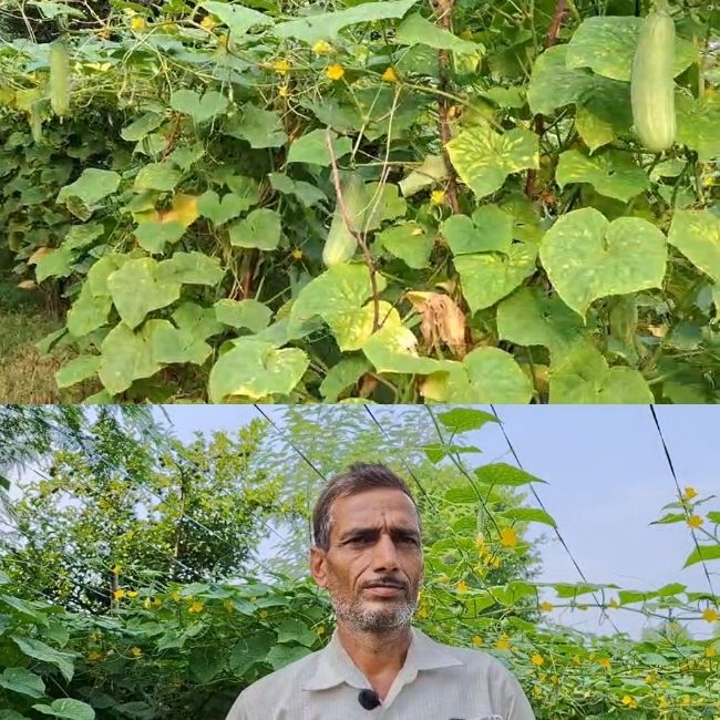 crops damage due to rain in himachal