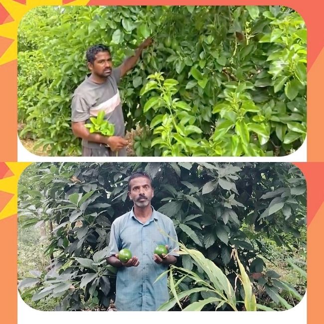 Avocado farmers