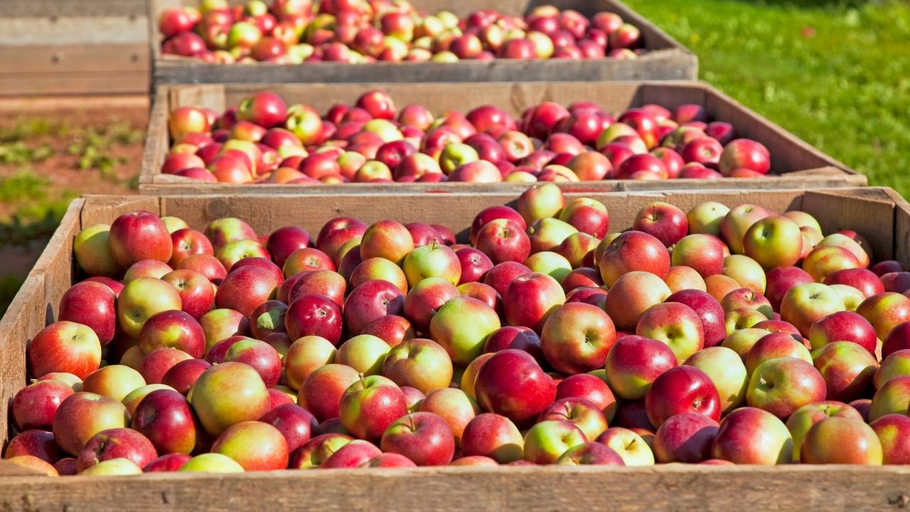 Kashmir Apple Farmers Face Heavy Losses As Jammu Srinagar Highway Closures Disrupt Fruit Transport