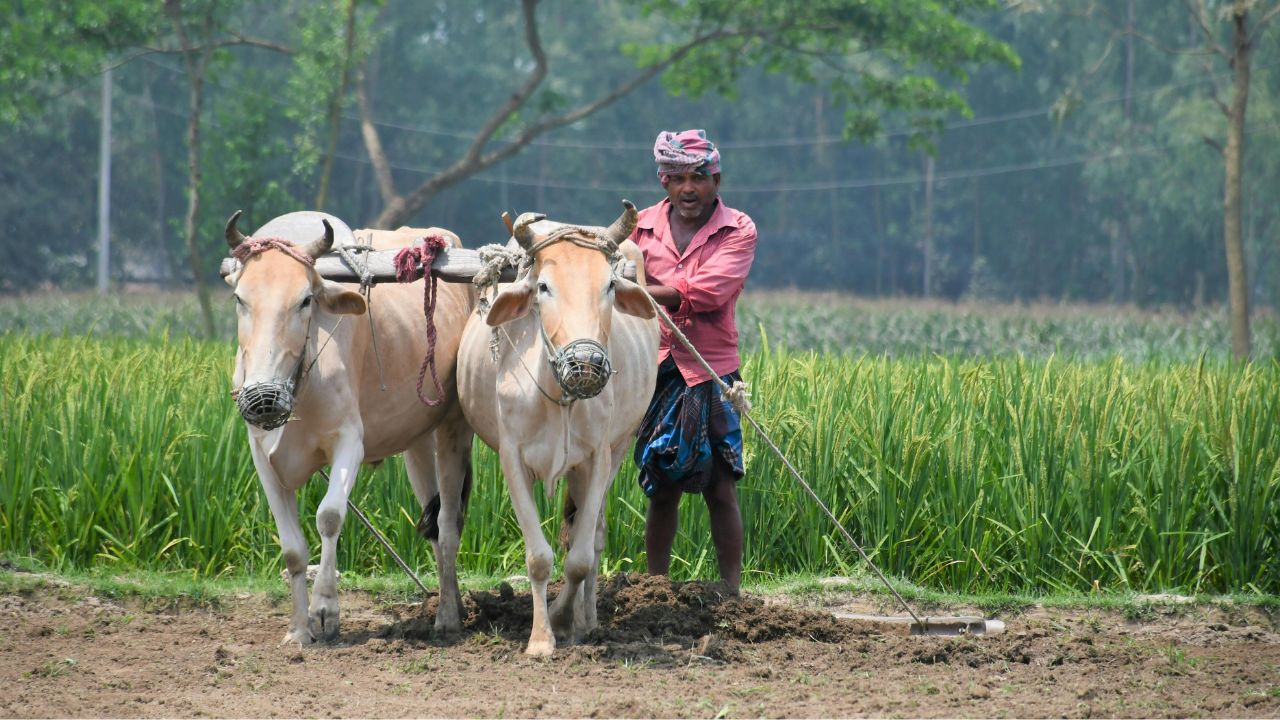 बारिश से बढ़ी बुवाई की रफ्तार! खरीफ का रकबा 894 लाख हेक्टेयर के पार, धान अब भी पीछे