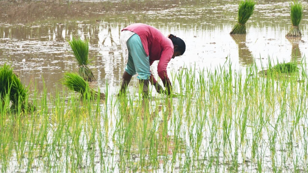 Kharif Crop Sowing 2026 Acreage Down By 1 Point 73 Percent From Last Year Paddy Soybean Maize Cotton Sowing Area Latest Update