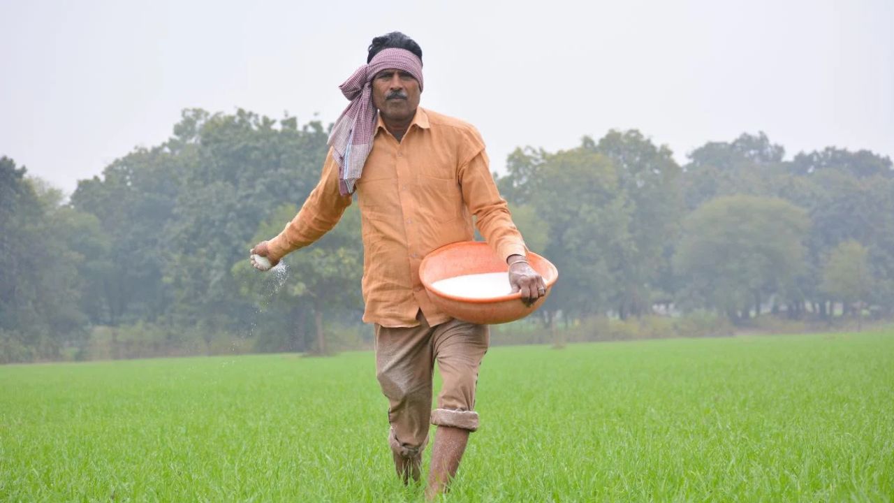 Kharif Sowing Picks Up Pace Acreage Crosses 1056 Lakh Hectares Paddy Acreage Decreases In Many States