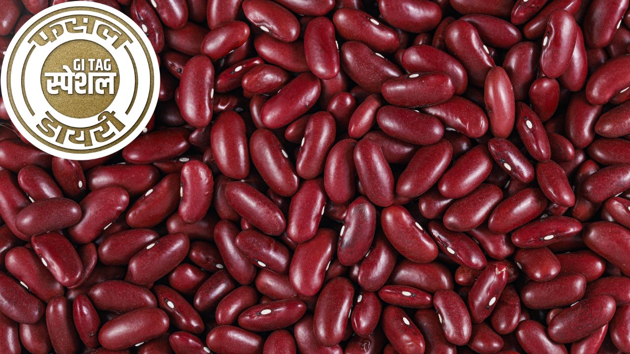 Bhaderwah Kidney Beans Speciality Kidney Beans Cultivation Gi Tag Special Story