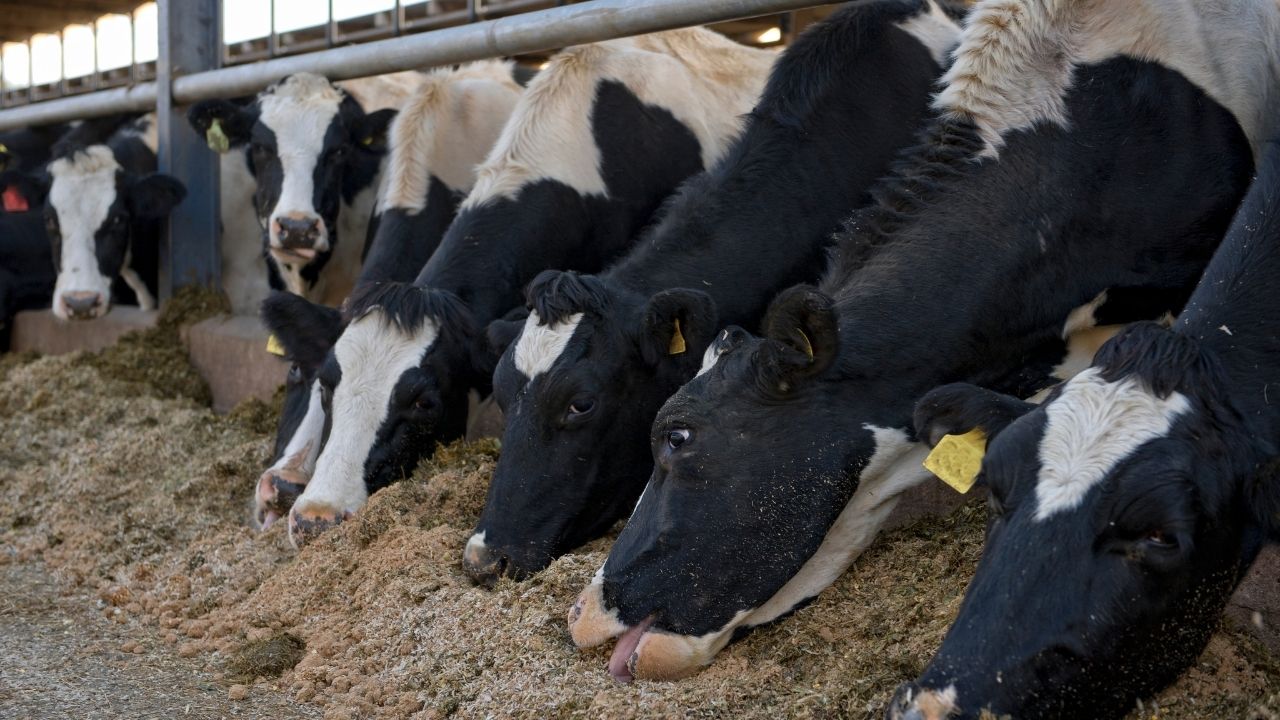 Animal Husbandry Icar Report India Facing 37 Point 5 Percent Concentrate Feed Shortage
