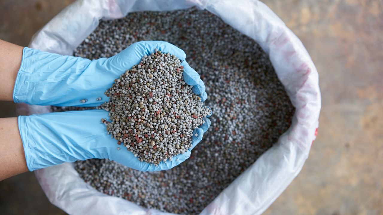 Madhya Pradesh Fertilizer Sale Halted On 14 August Will Resumes From 17 August Urea Dap Fertilizer Distribution Mp
