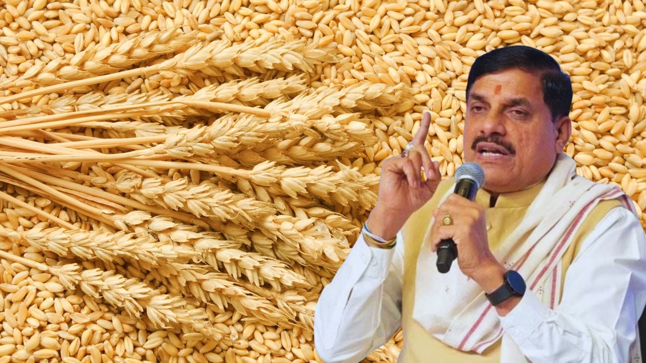 Mp Cm Mohan Yadav Announces Wheat Procurement At Rupees 2700 Msp Per Quintal