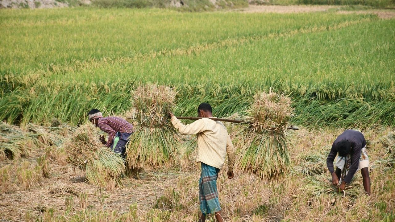 MSP पर सरकार का बड़ा दावा, 22 फसलों की रिकॉर्ड खरीद, भुगतान पहुंचा 27.80 लाख करोड़ रुपये