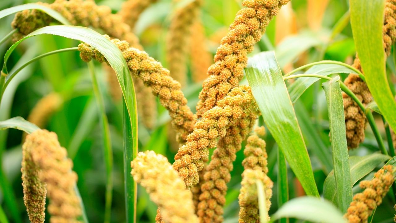 Tip Of The Day August Millet Farming Bajra Jowar Low Water Rainfed Crops Sowing Tips