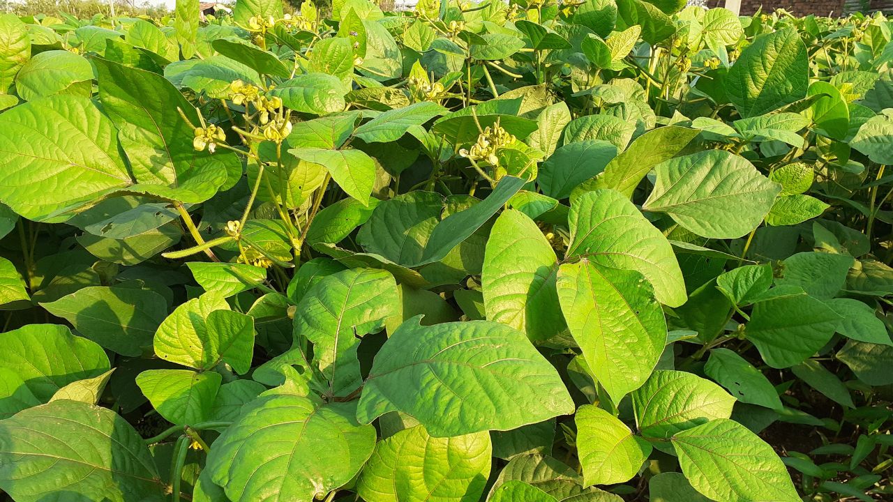 Yellow Mosaic Disease Threatens Moong And Urad In Rajasthan Affecting Up To 60 Percentage Of The Crop