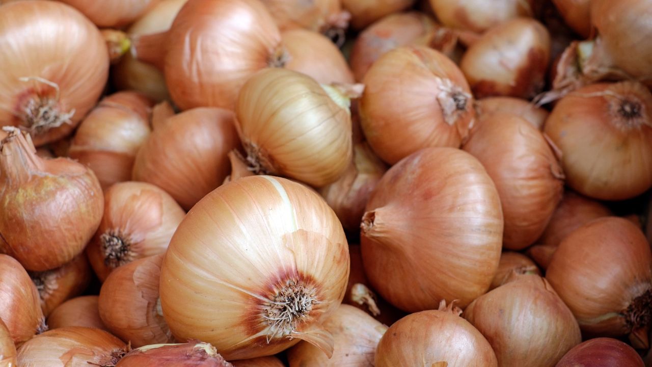 Onion Price Hike Onion Market Rate Onion Expensive In Karnataka