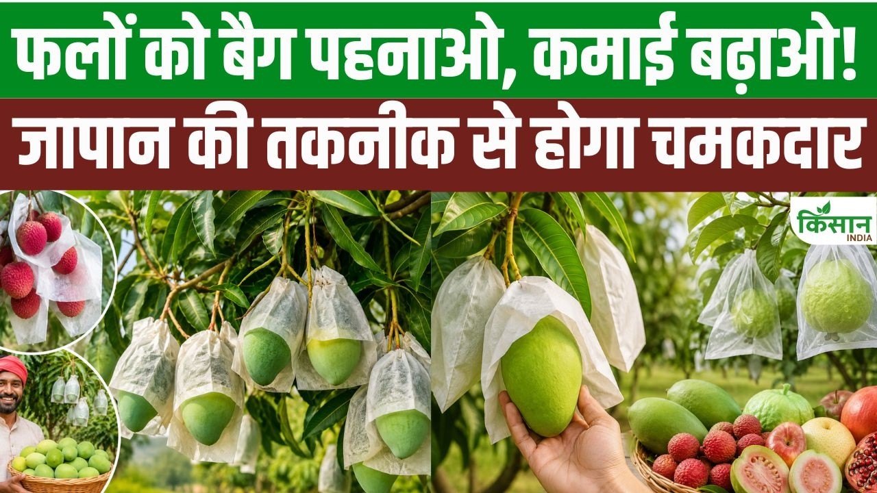 Japan की Fruit Bagging Technique अपनाएं, आम-लीची समेत फलों की क्वालिटी बढ़ाकर करें दोगुनी कमाई