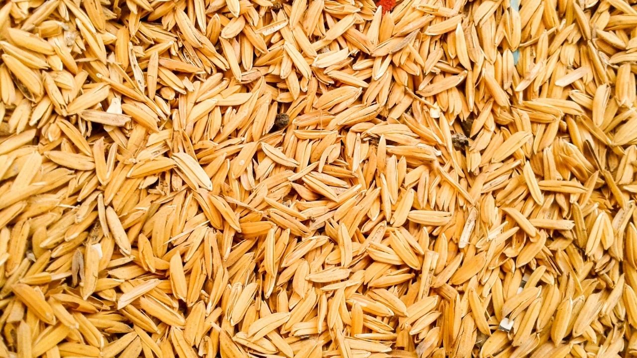 Kharif 2026 Paddy Procurement Last Date In Odisha Extended To 7 September 2026