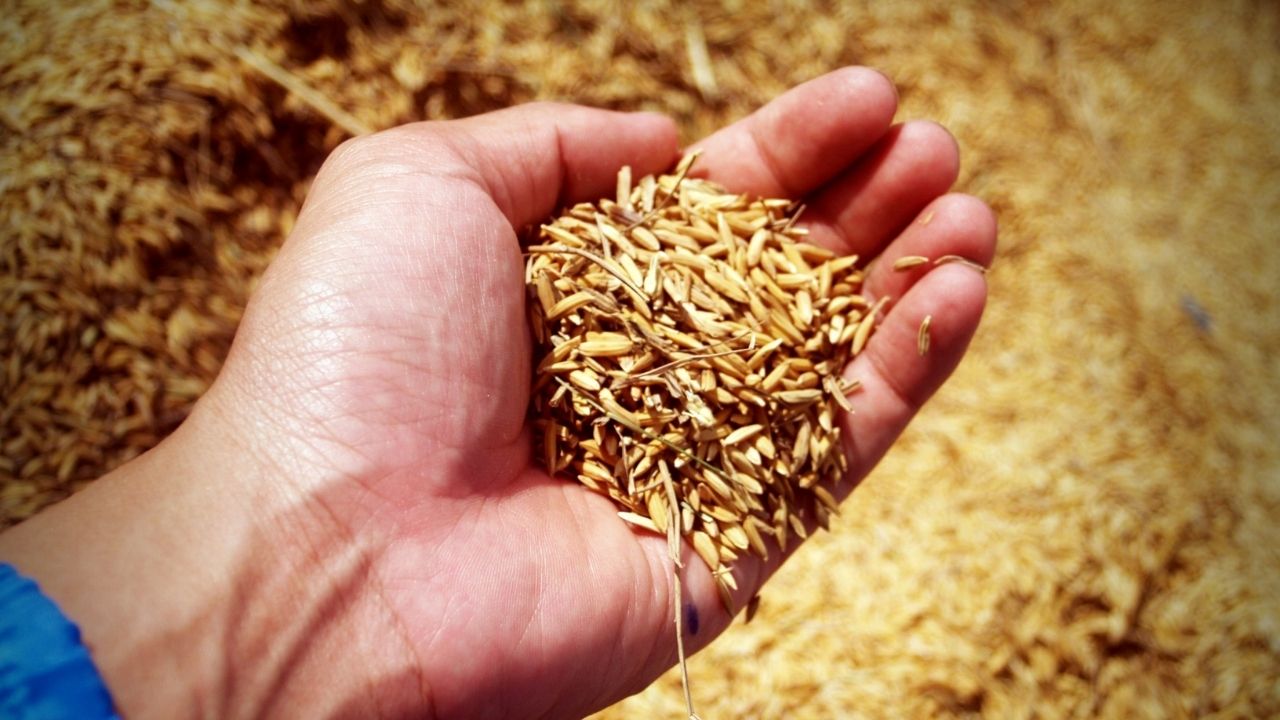 Punjab Bumper Paddy Production Increases Risk Of Grain Storage Crisis Paddy Procurement Msp 2026