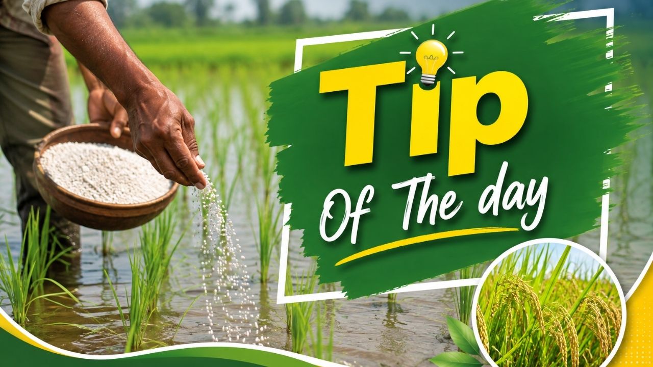 Tip Of The Day: धान की रोपाई के बाद कब डालें पहली खाद? जानें सही समय, बढ़ेगी पैदावार