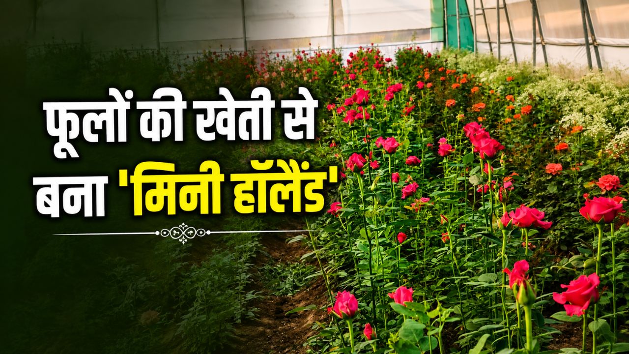 रूपाखेड़ा गांव बना खेती का ‘मिनी हॉलैंड’, पॉलीहाउस में खिल रहे विदेशी फूल बढ़ा रहे किसानों की आय रूपाखेड़ा गांव बना खेती का ‘मिनी हॉलैंड’, पॉलीहाउस में खिल रहे विदेशी फूल बढ़ा रहे किसानों की आय