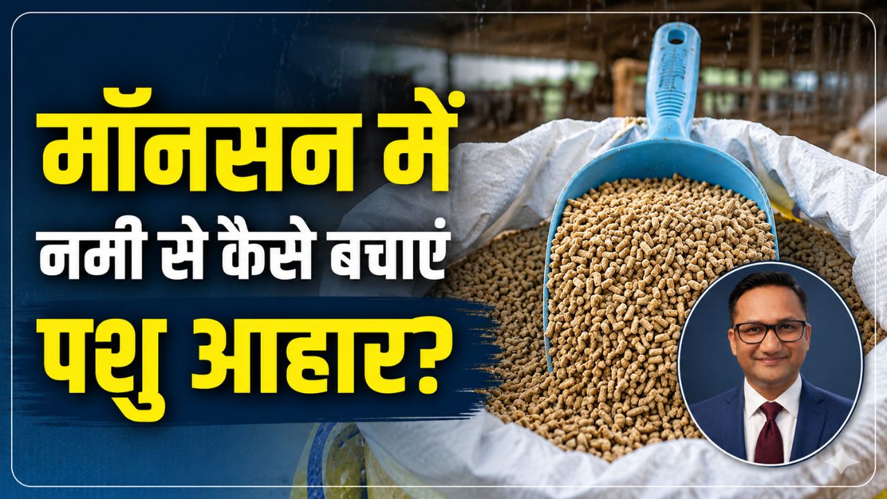 बरसात में पशु आहार सामग्री सुरक्षित रखना चुनौती, एक्सपर्ट ने बताए 7 सरल तरीके.. कभी खराब नहीं होगा चारा 