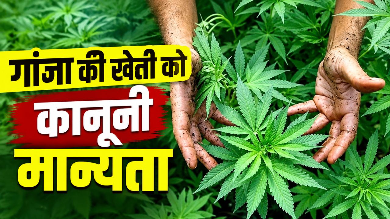 गांजा की खेती को कानूनी मान्यता मिली, बंजर जमीन पर औषधीय उपयोग के लिए उगाया जाएगा मैरिजुआना गांजा की खेती को कानूनी मान्यता मिली, बंजर जमीन पर औषधीय उपयोग के लिए उगाया जाएगा मैरिजुआना